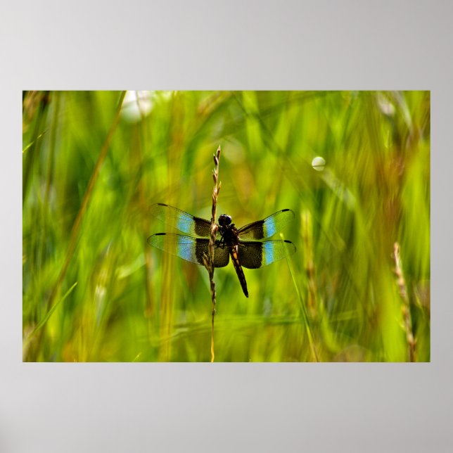 Poster libellule (Devant)