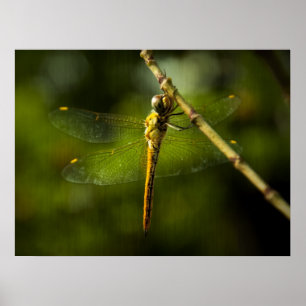 Poster libellule