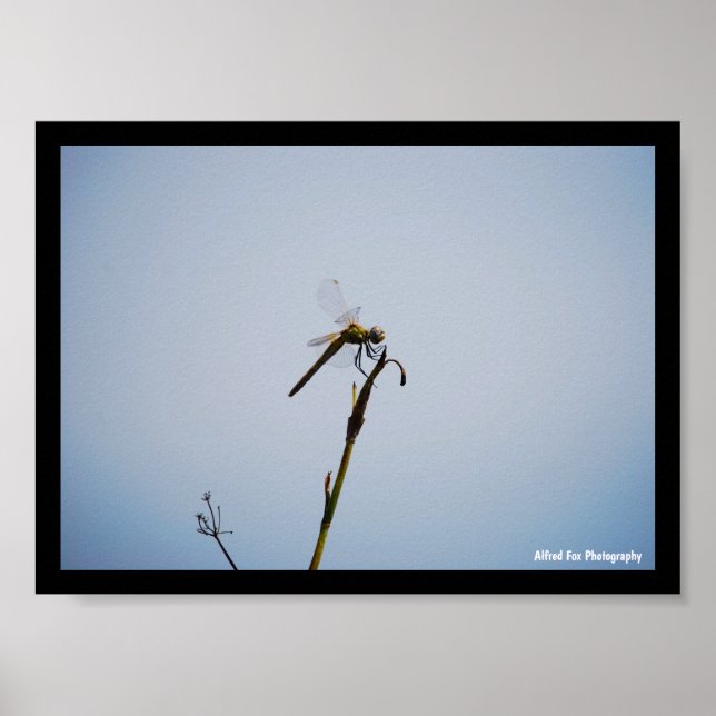 Poster Libellule avec canne (Devant)