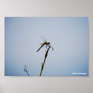 Poster Libellule avec canne