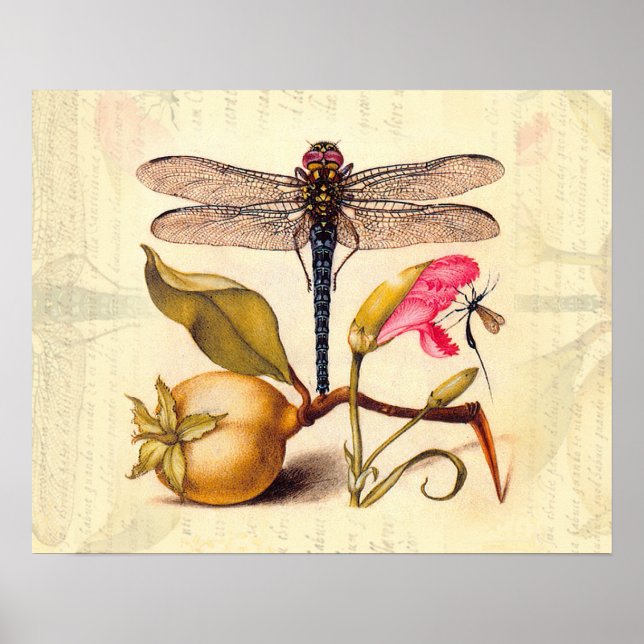 Poster Libellule Nature Botanique Faune (Devant)