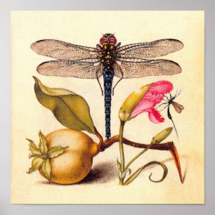 Poster Libellule Nature Botanique Faune