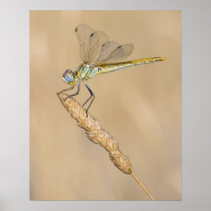 Poster Libellule Skimmer Insecte Femelle (CC BY 4.0)