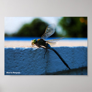 Poster Libellule sur le rebord