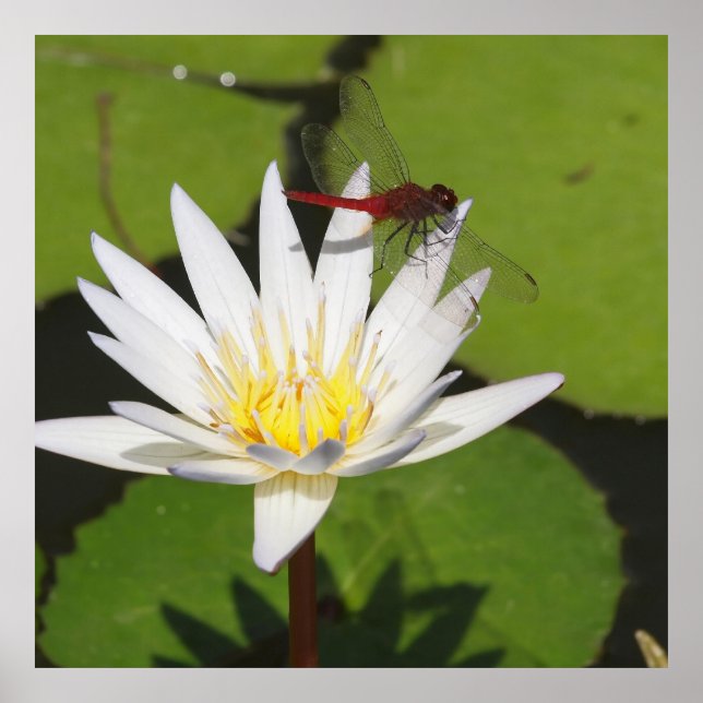 Poster Libellule sur nénuphar (Devant)