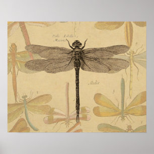 Poster Libellule Vintage Antique Classique Nature