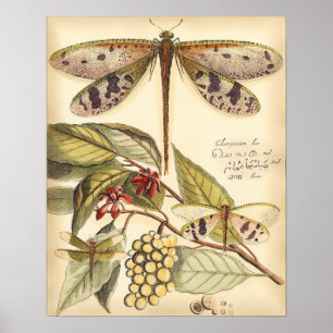Poster Libellules avec le feuille et le fruit