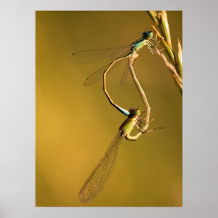 Poster Libellules dorées Photographie Macro Originale