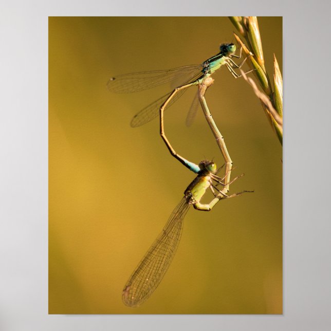 Poster Libellules en train de s'accoupler dans une Macro  (Devant)