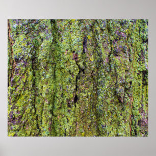 Poster Lichen vert sur l'écorce d'arbre Nature