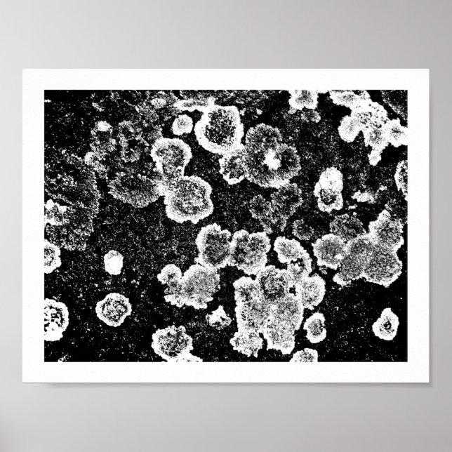 Poster Lichens (Devant)