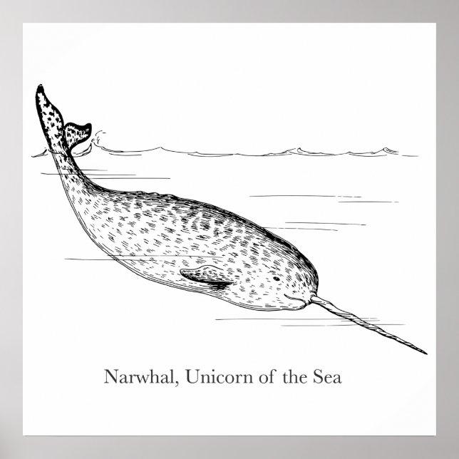 Poster Licorne de mer Baleine Narval (Devant)