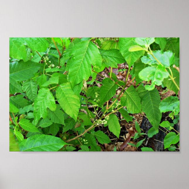 Poster Lierre de poison avec fleurs (Devant)