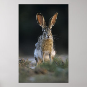 Poster Lièvre à queue noire, Lepus californicus, 2