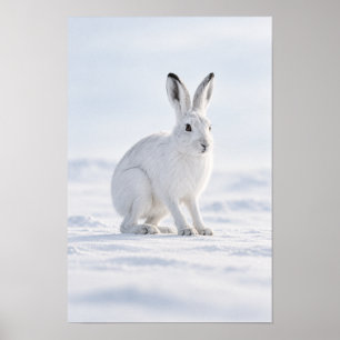 Poster Lièvre arctique blanc dans l'art mural de la tound