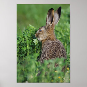 Poster Lièvre Brown, Lepus europaeus, alimentation jeune,