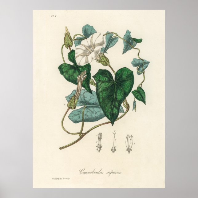 Poster Lièvre (Convolvulus sépium) de la botanique Médica (Devant)