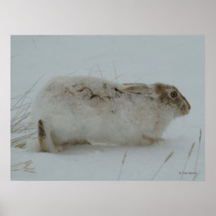 Poster Lièvre d'Amérique R7 Prêt à Courir