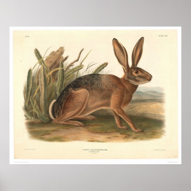 Poster Lièvre de Californie par Audubon (0177A) (Devant)