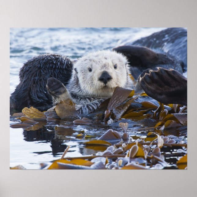 Poster Lièvre de mer enveloppée dans du varech (Devant)