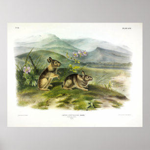 Poster Lièvre de Nuttall (Montagne / Cottontail de Nutta