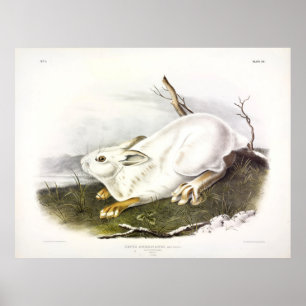 Poster Lièvre du Nord, hiver (lièvre de neige) par Audubo