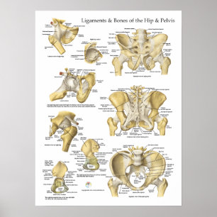Poster Ligaments et os anatomiques Hip Pelvis