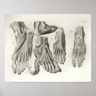 Poster Ligaments musculaires à pied vintage Anatomie Impr