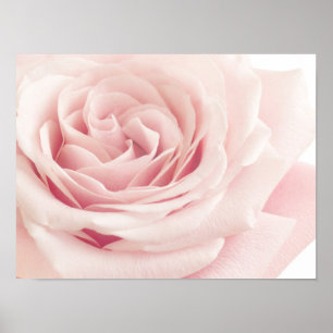 Poster Light Pink Rose Flower
