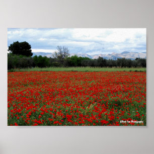 Poster Ligne d'arbres dans un champ de coquelicots