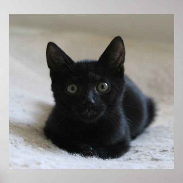 Poster Lil Black Kitten (Devant)