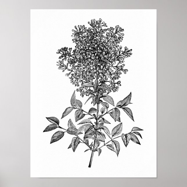 Poster Lilac (Devant)