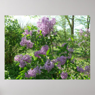 Poster Lilac Beauty