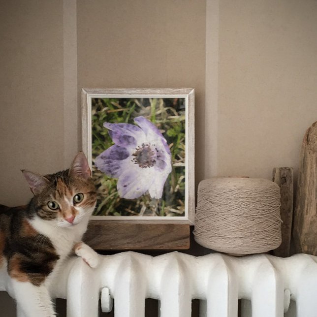 Poster Lilac Blue Anemone Coronaria Peinture Fleur Sauvag (Créateur téléchargé)