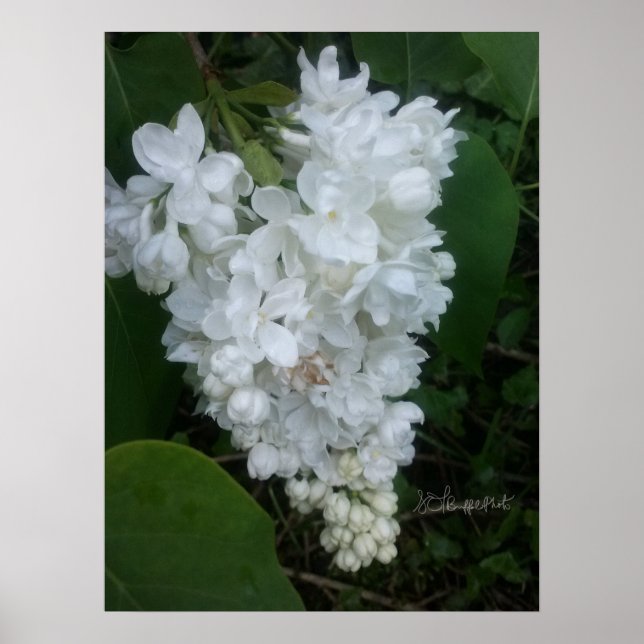 Poster Lilac en forme de coeur (Devant)