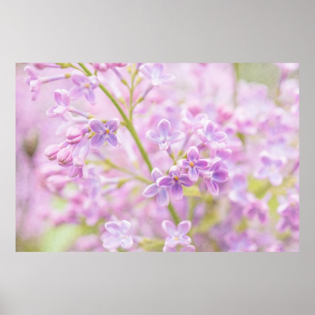 Poster Lilac Fleurs Mist (Devant)