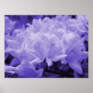 Poster Lilac Lilies Imprimer