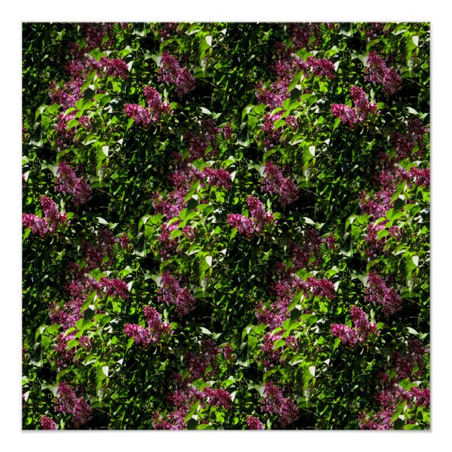 Poster Lilacs..... (Devant)