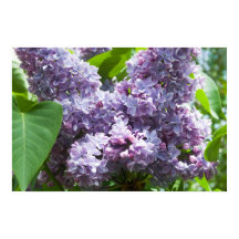 Lilacs français