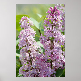 Poster Lilacs P5390 Imprimer