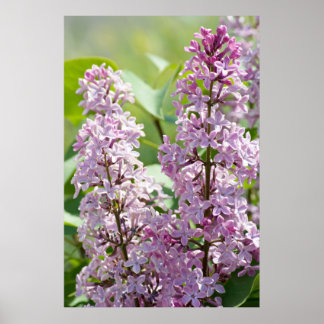 Poster Lilacs P5390 Imprimer