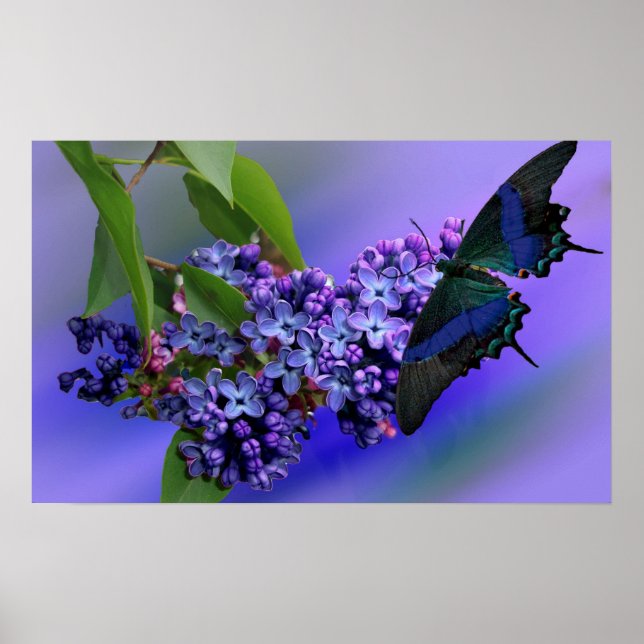 Poster Lilacs & Papillons (Devant)
