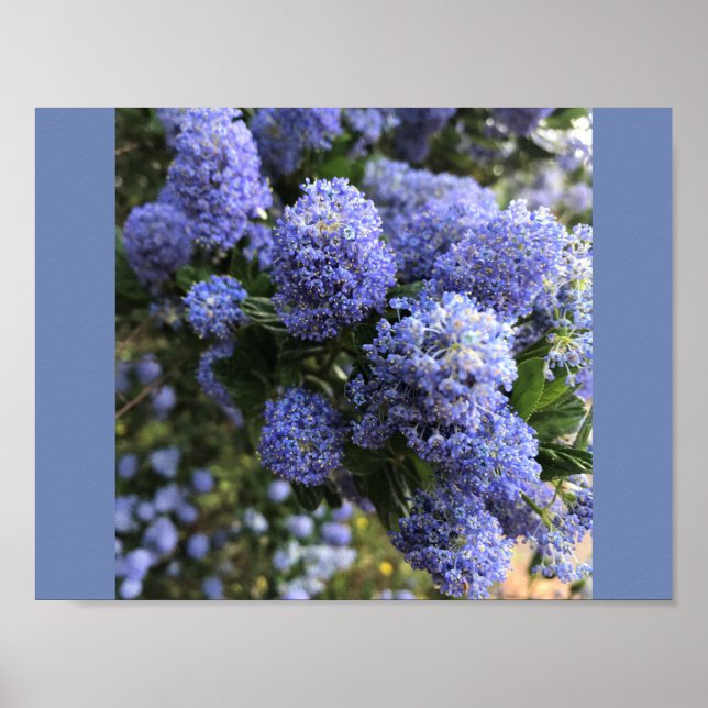 Poster Lilacs sauvages (Devant)