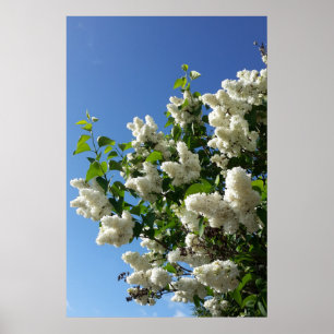 Poster Lilas des jardins , Arbre à fleurs de lilas blanc