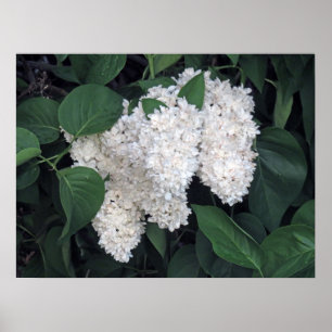 Poster Lilas français