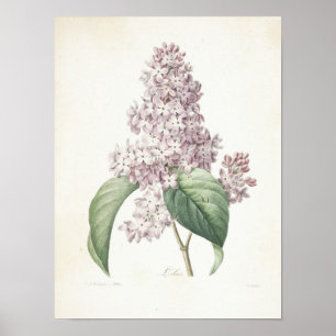 Poster Lilas ou Lilas