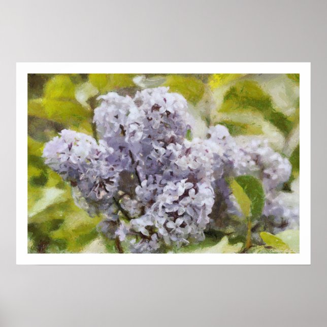 Poster Lilas pourpre (Devant)
