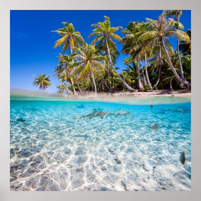 Poster L'île tropicale sous et au-dessus de l'eau (Devant)