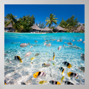 Poster L'île tropicale sous et au-dessus de l'eau