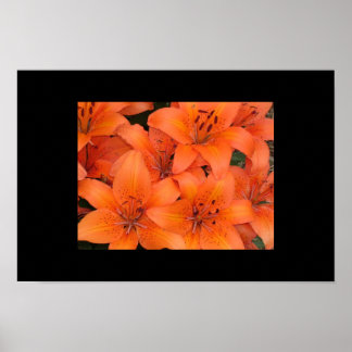 Poster Lilies